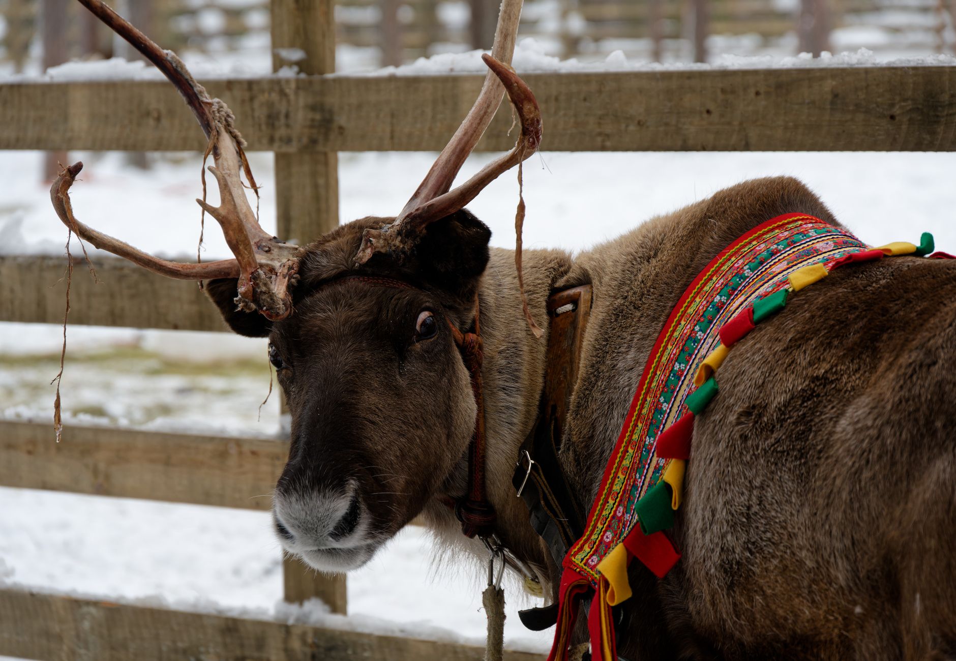 A reindeer with colorful harness stands in snowy Kolari, Finland.