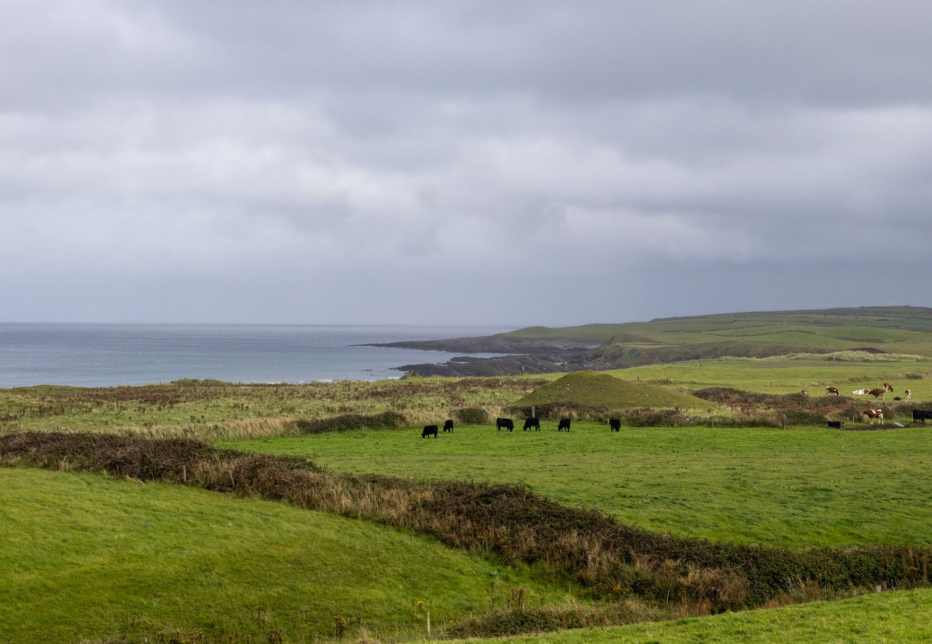 Breathtaking view of Sligo's lush green fields with grazing cows and distant ocean horizon.